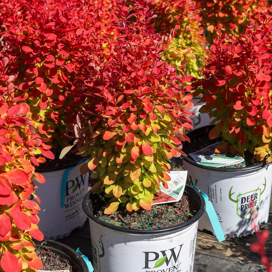 Berberis thunbergii Sunjoy Orange Pillar&reg;