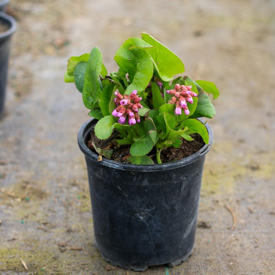 Bergenia cordifolia Winterglut (Winter Glow)