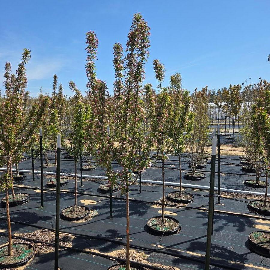 Malus Adirondack