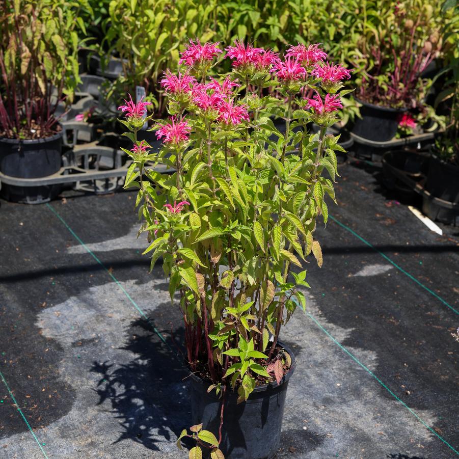 Monarda didyma Coral Reef