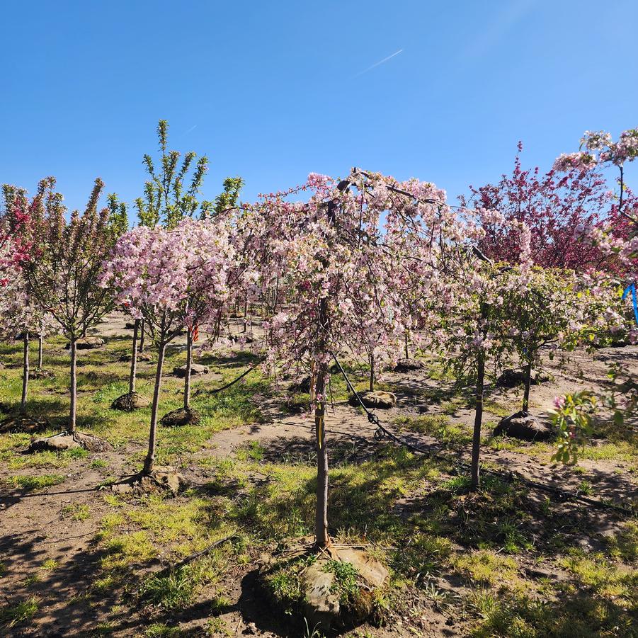 Malus Louisa