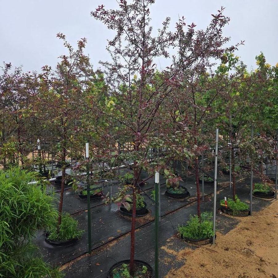 Malus Prairifire