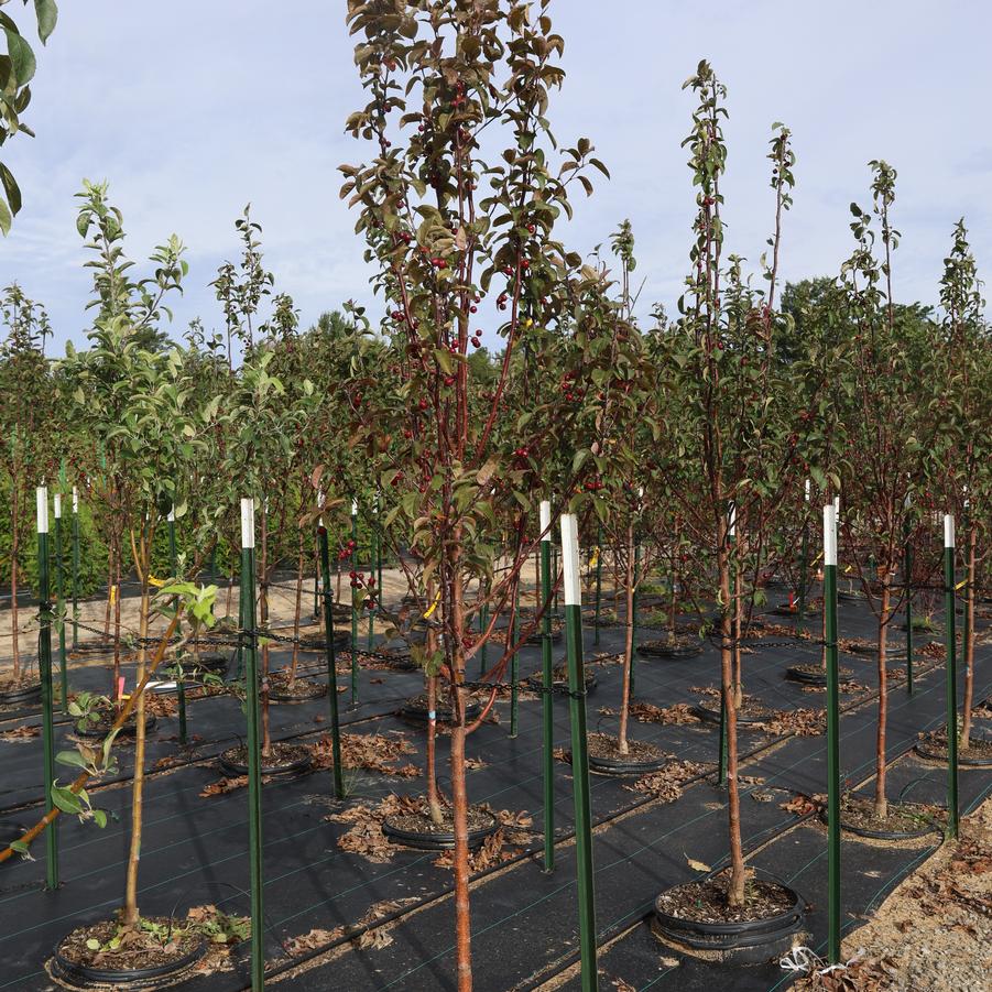 Malus Red Barron