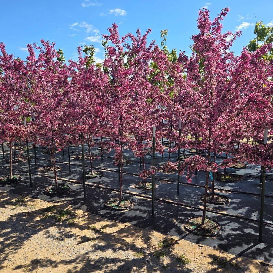 Malus Royal Rain Drops