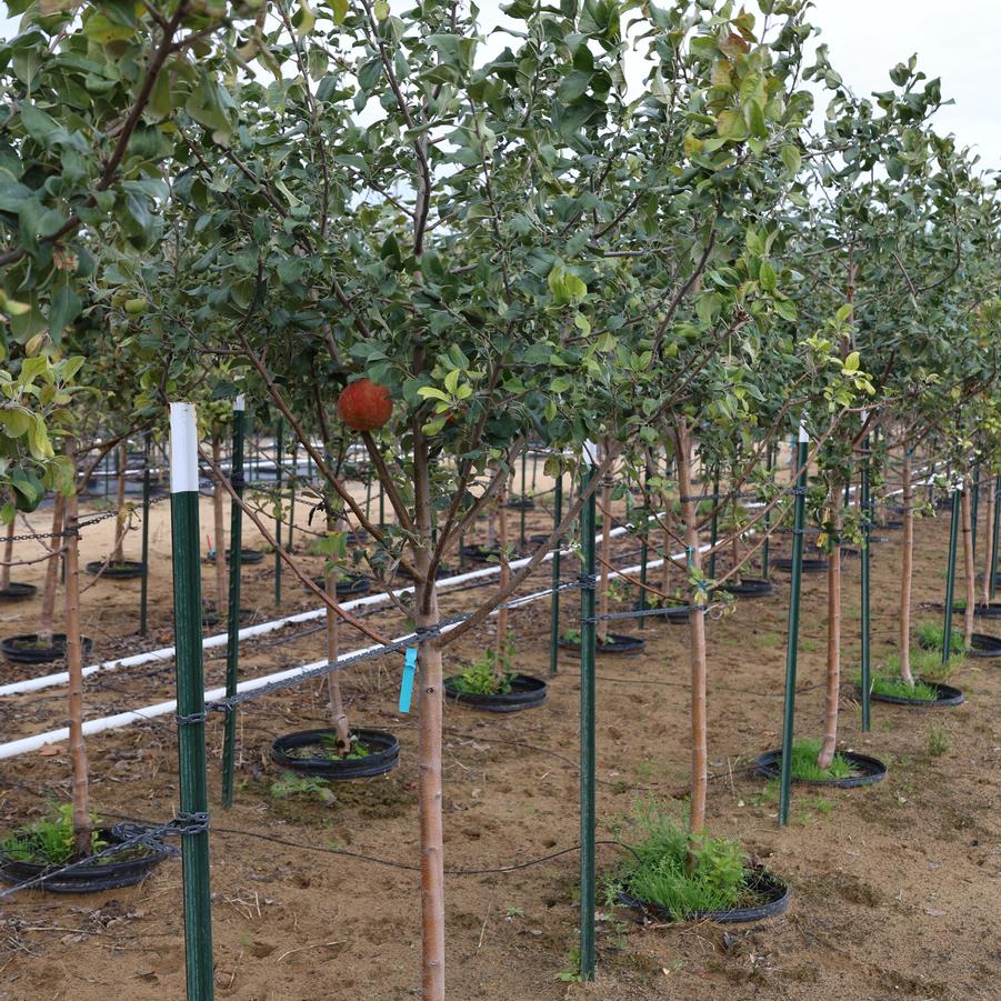 Malus domestica Honeycrisp