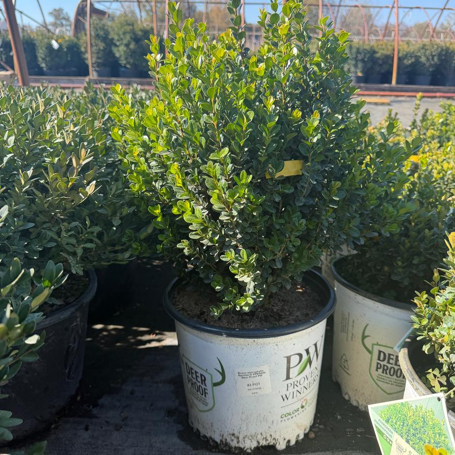 Buxus microphylla Sprinter&reg;