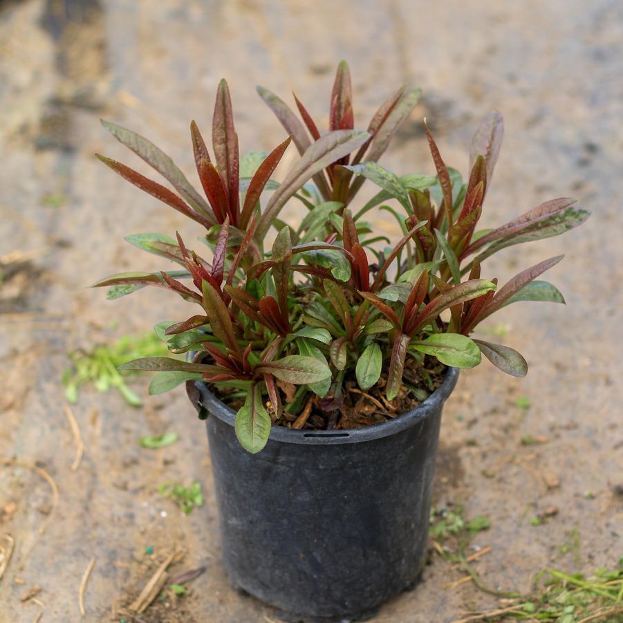 Ophiopogon planiscapus Black Beard