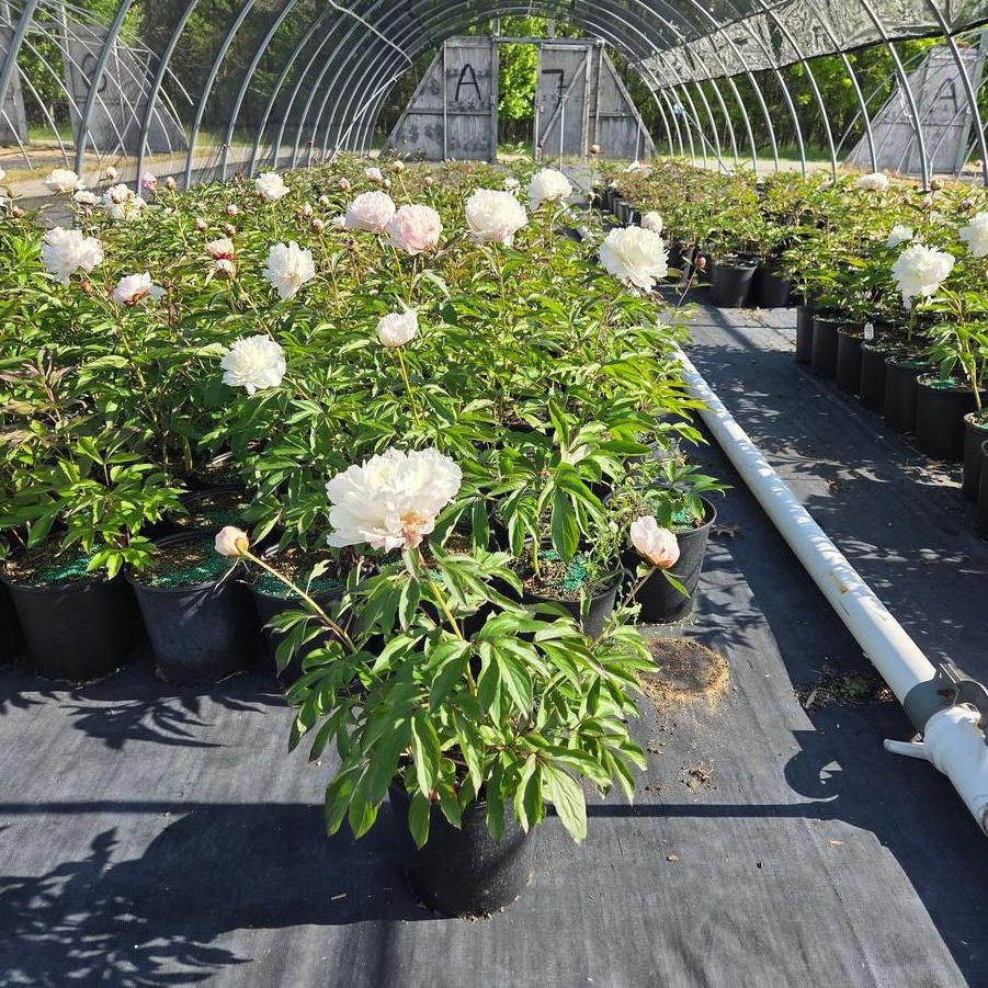 Paeonia lactiflora Shirley Temple