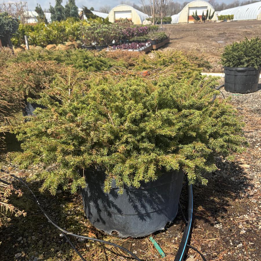 Picea abies Nidiformis