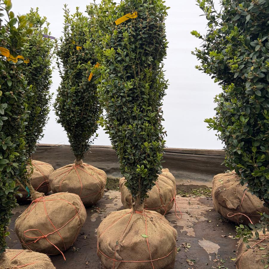 Buxus sempervirens Graham Blandy