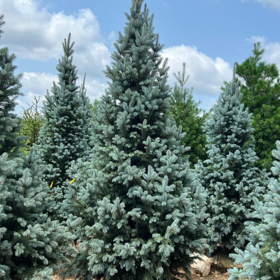 Picea pungens Fastigiata