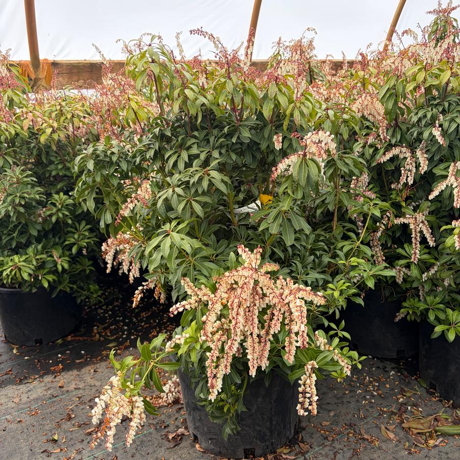 Pieris japonica Mountain Fire