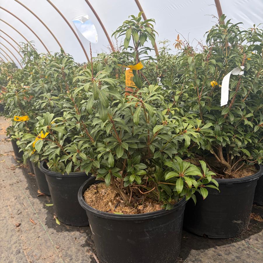 Pieris japonica Mountain Fire