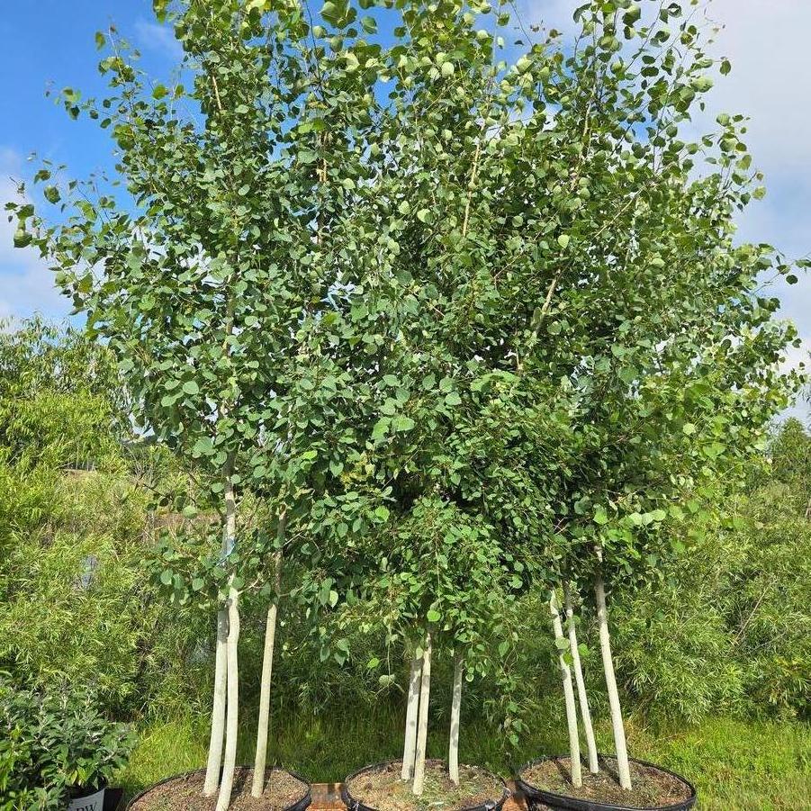 Populus tremuloides 