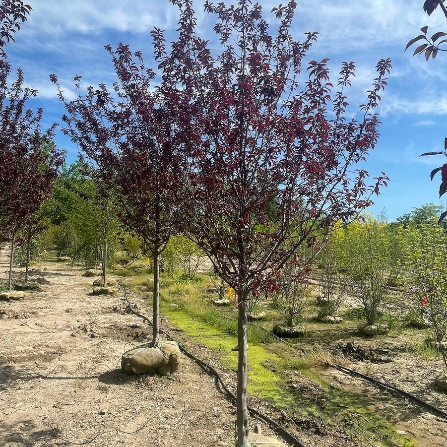 Prunus cerasifera Newport