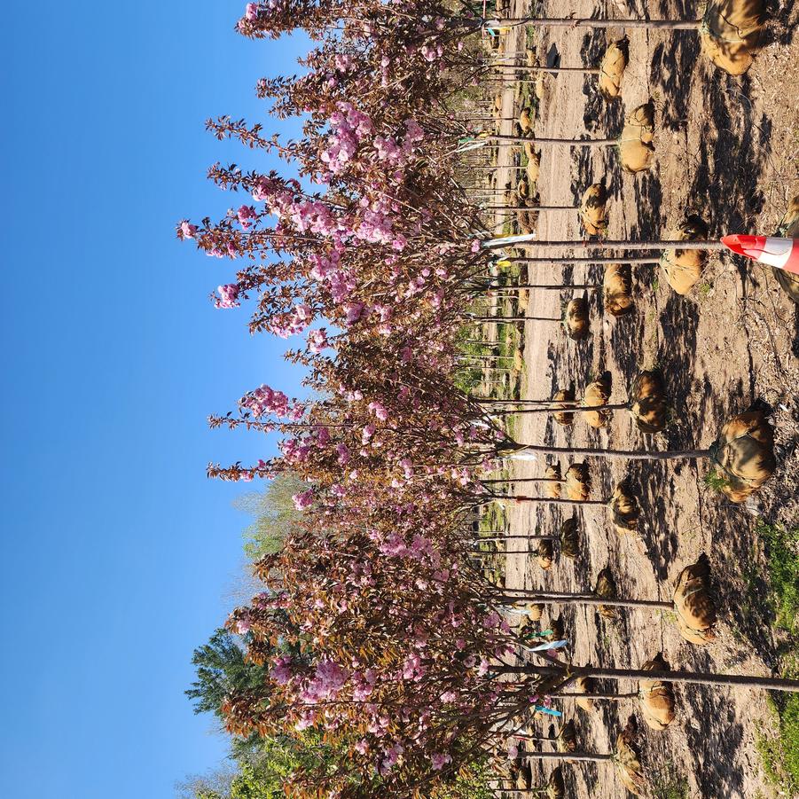 Prunus serrulata Kwanzan