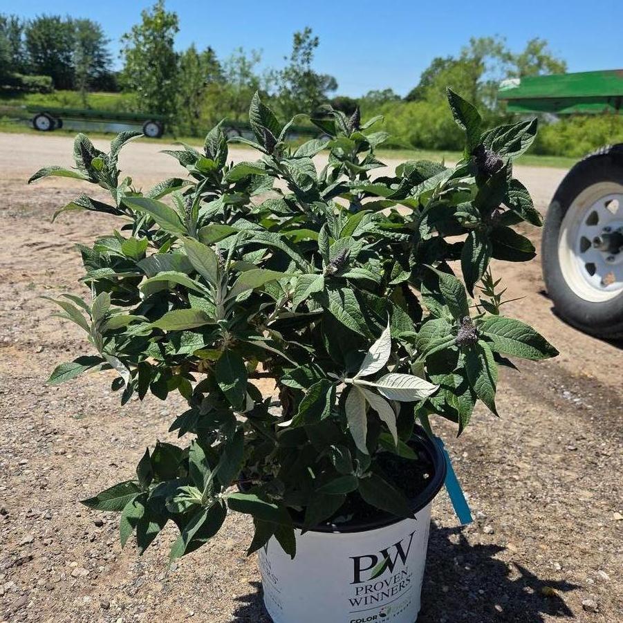 Buddleia Pugster Blue&reg;
