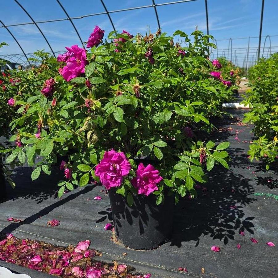 Rosa Raspberry Rugostar&reg;
