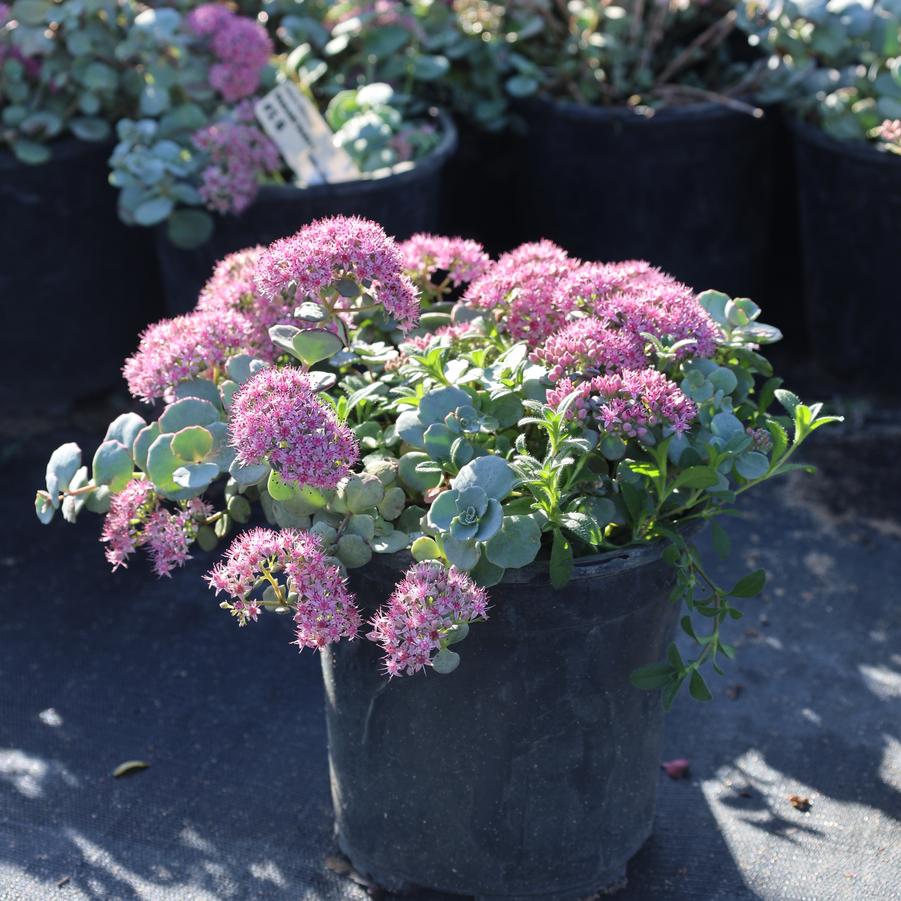 Sedum sieboldii 