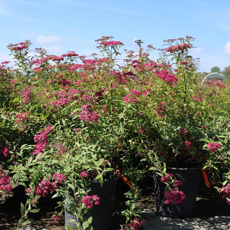 Spiraea x bumalda Anthony Waterer