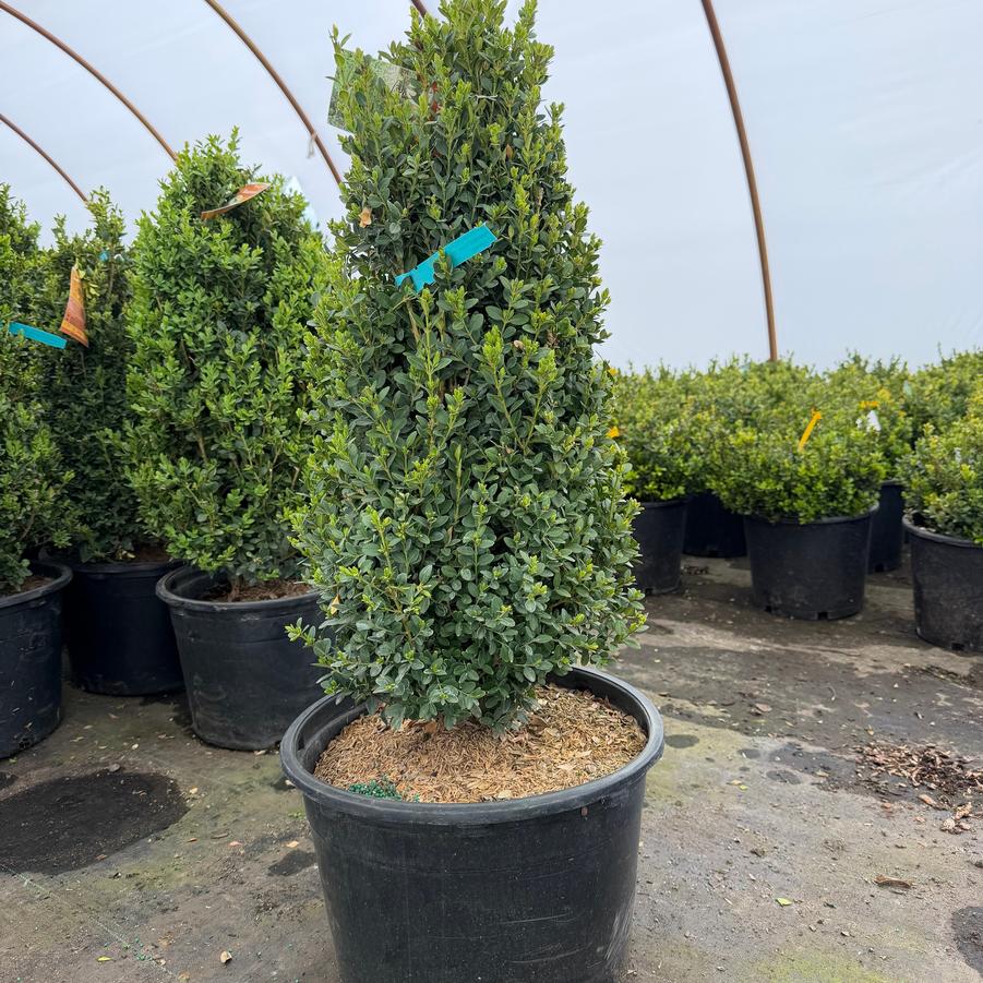 Buxus Green Mountain