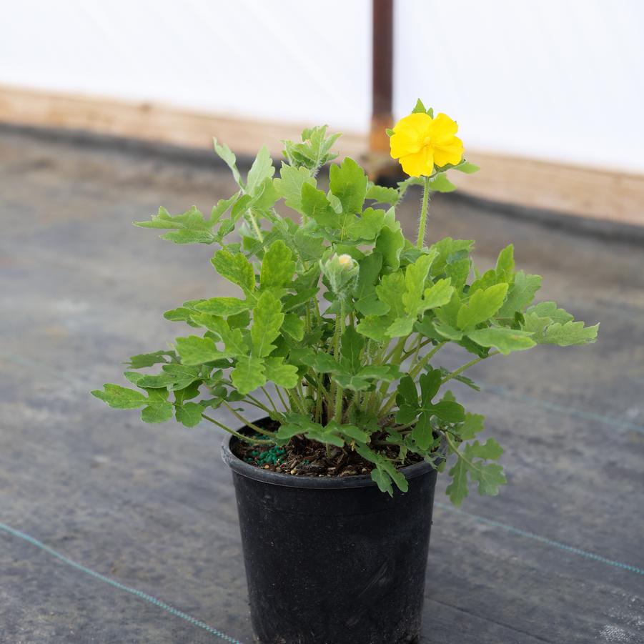 Stylophorum diphyllum 
