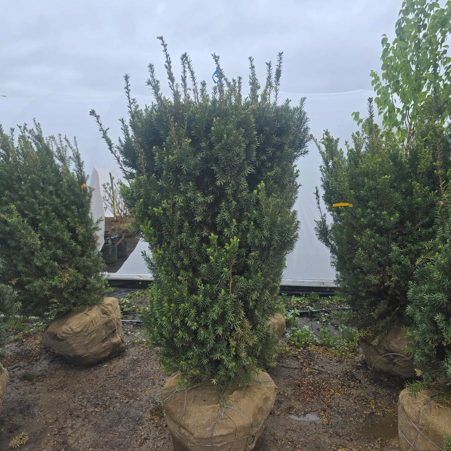 Taxus x media Hicksii