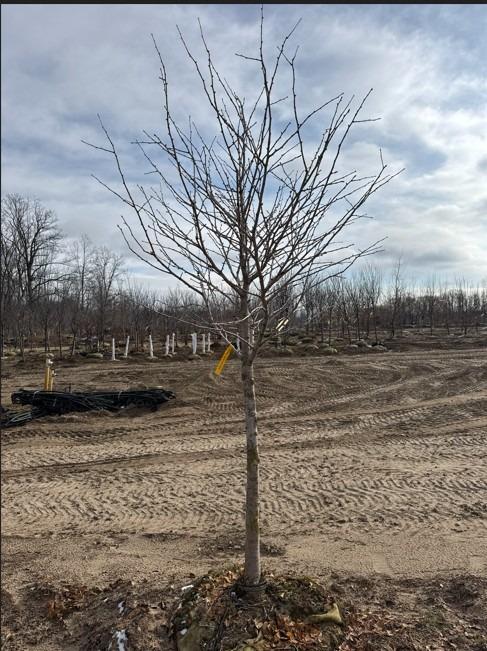 Viburnum prunifolium 
