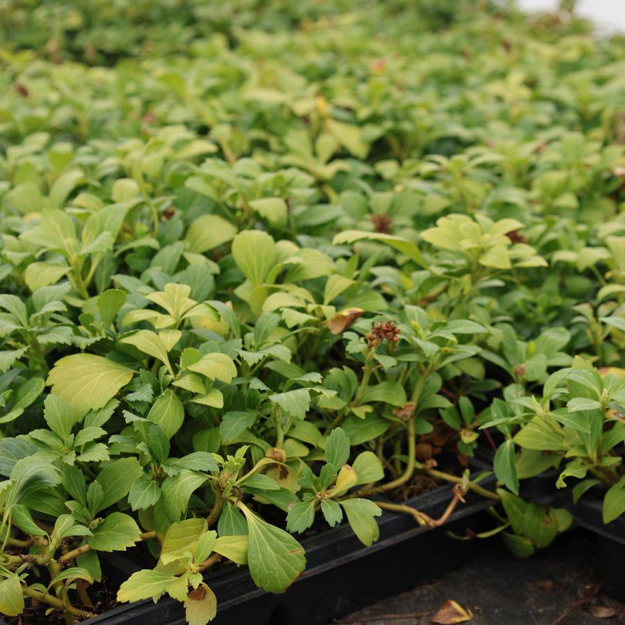 Pachysandra terminalis Green Carpet