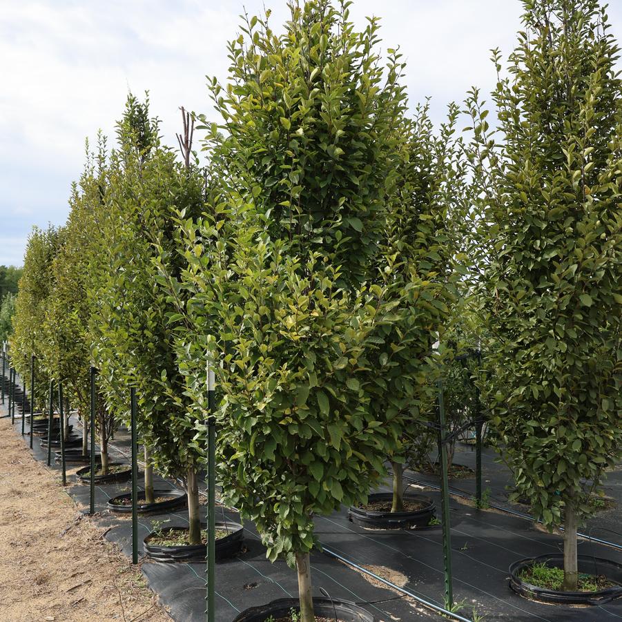 Carpinus betulus Fastigiata