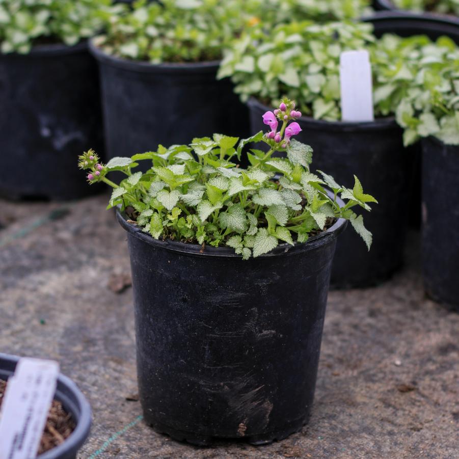 Phlox subulata Early Spring&trade; White