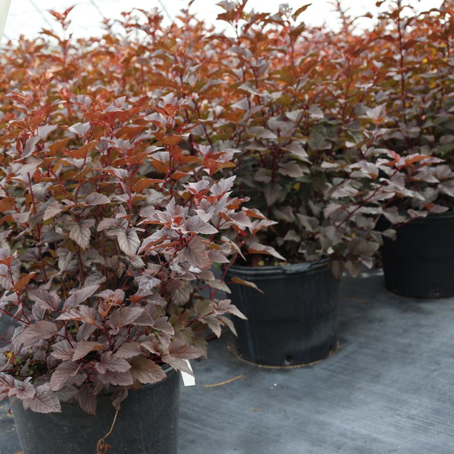Physocarpus opulifolius Ginger Wine&reg;