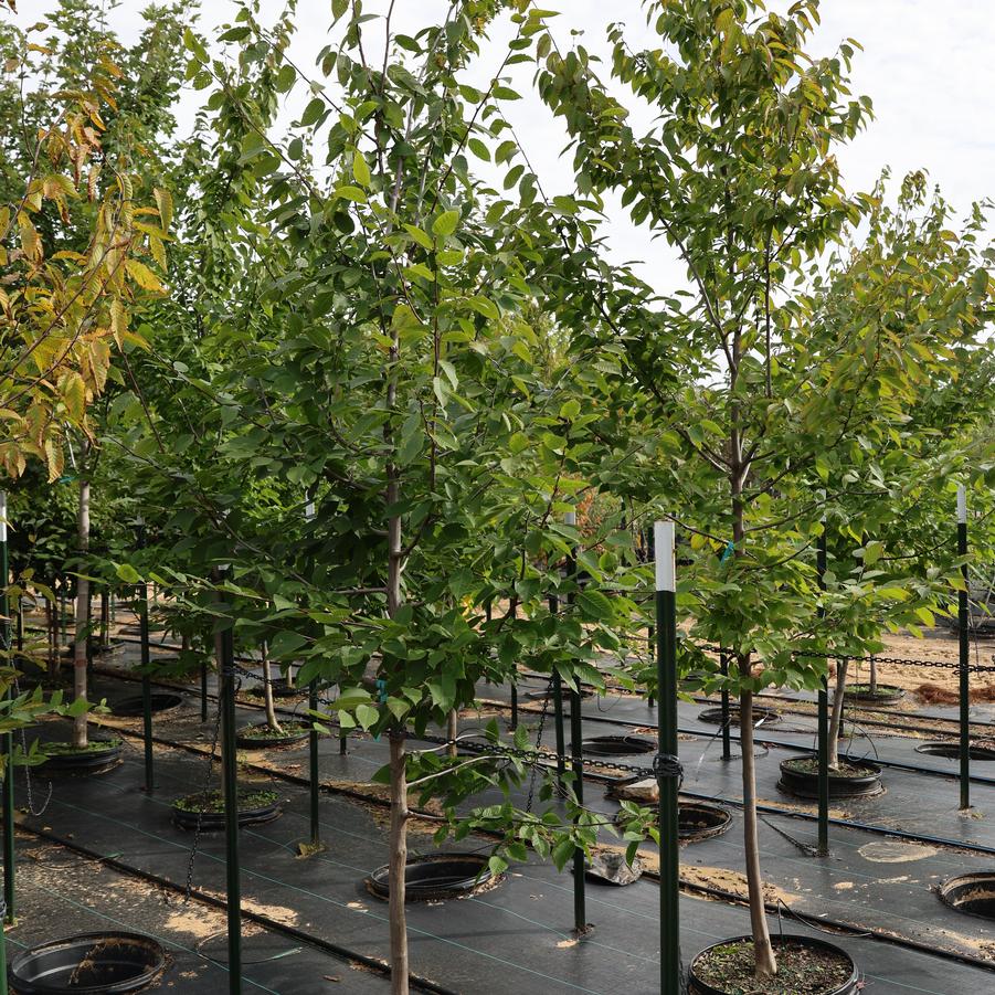 Carpinus caroliniana 