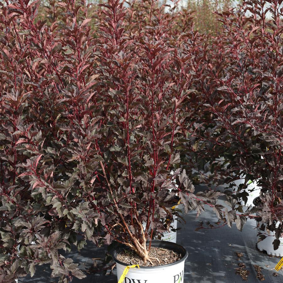 Physocarpus opulifolius Summer Wine&reg; 