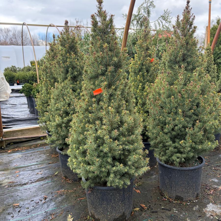 Picea glauca Rainbow's End&reg;