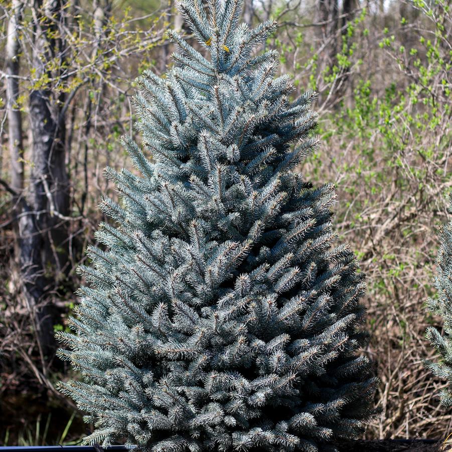 Picea Pungens Fat Albert