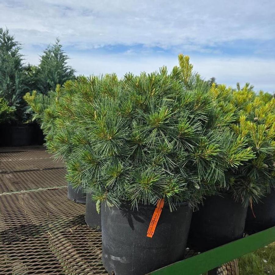 Pinus strobus Blue Shag