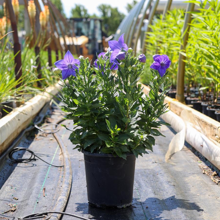 Platycodon grandiflorus Sentimental Blue