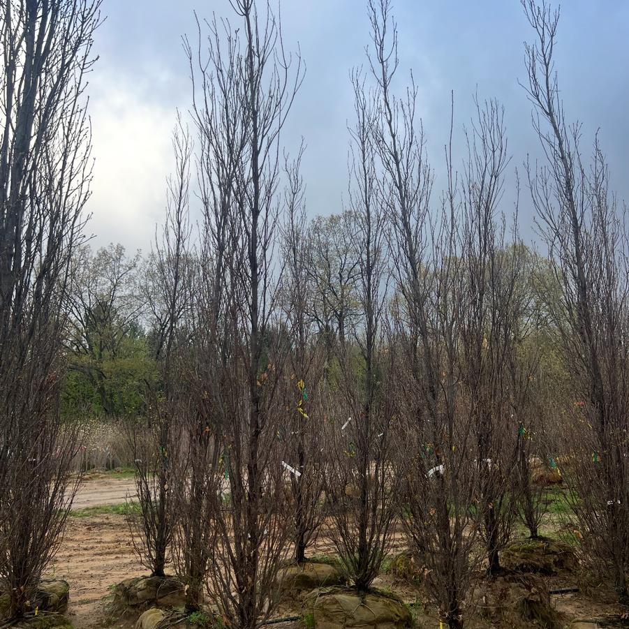 Quercus robur x alba Skinny Genes&reg;