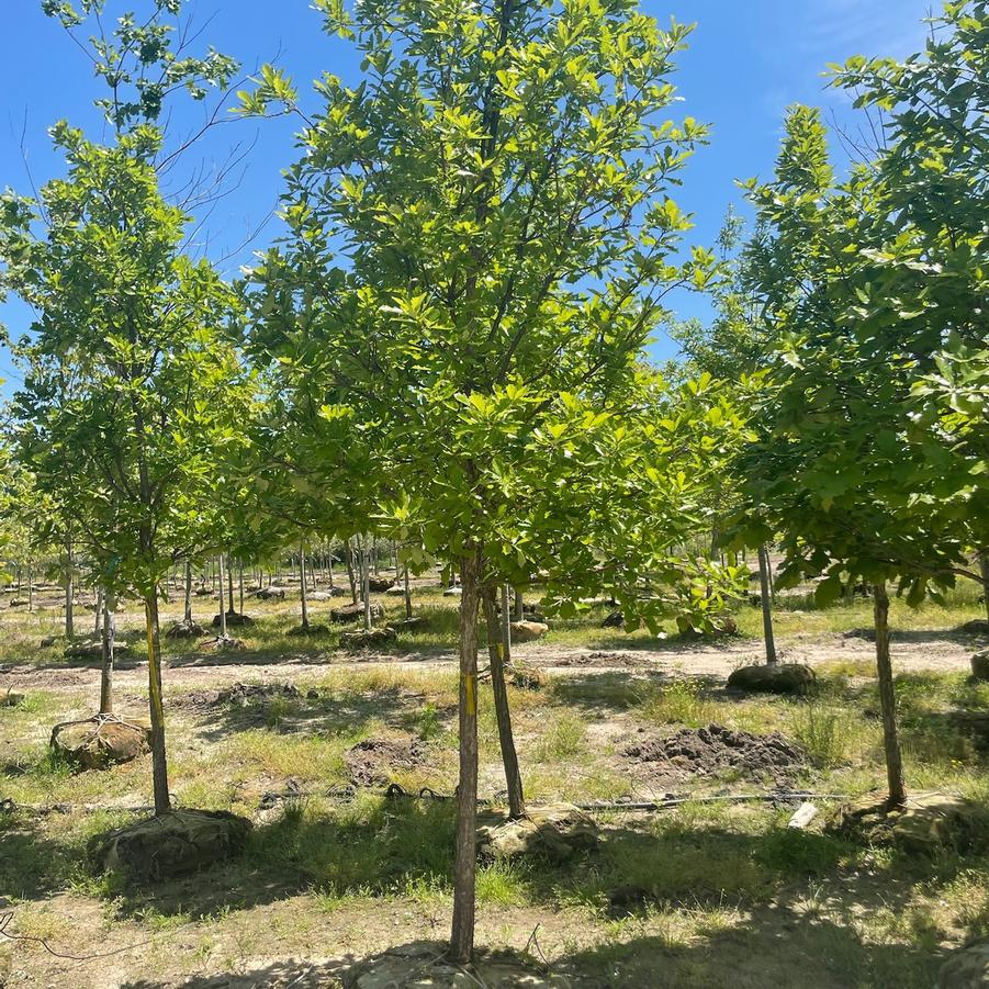 Quercus bicolor 