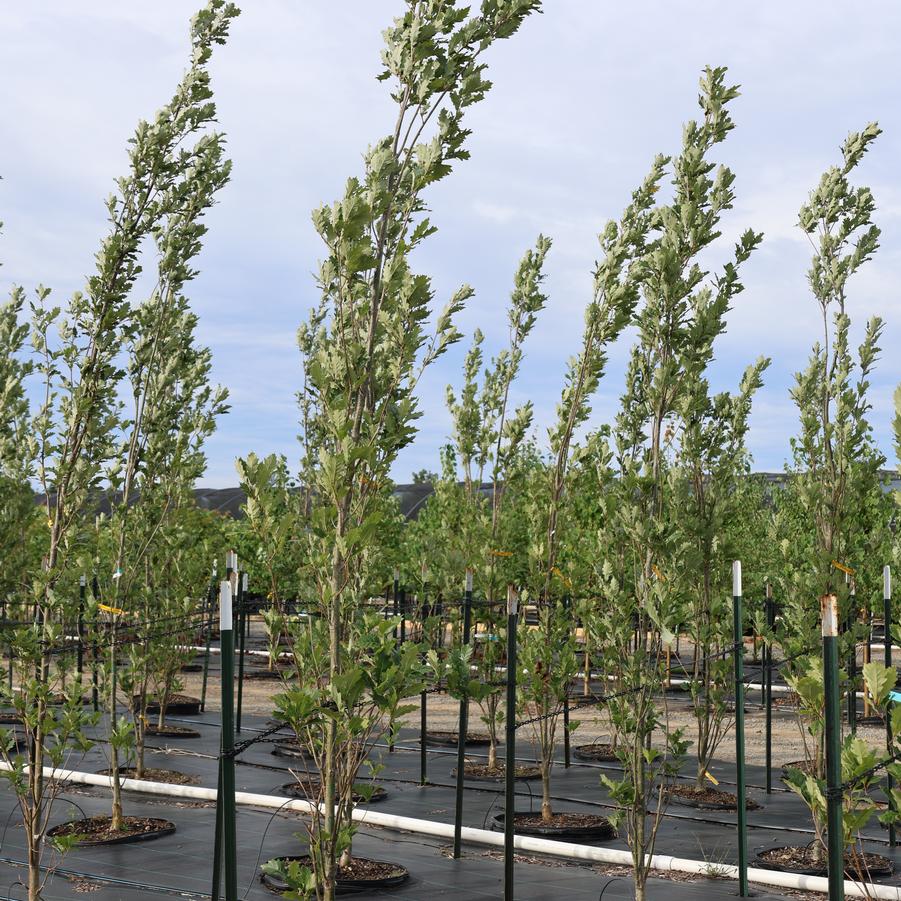 Quercus robur x bicolor Kindred Spirit&reg;
