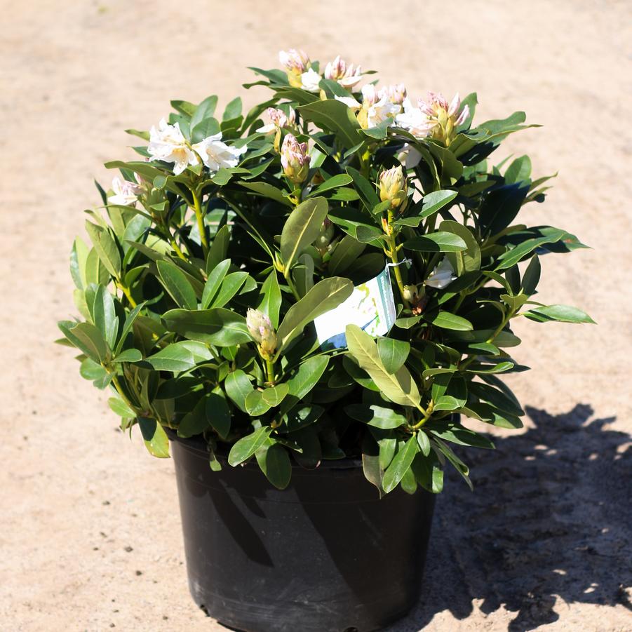 Rhododendron catawbiense Cunningham's White