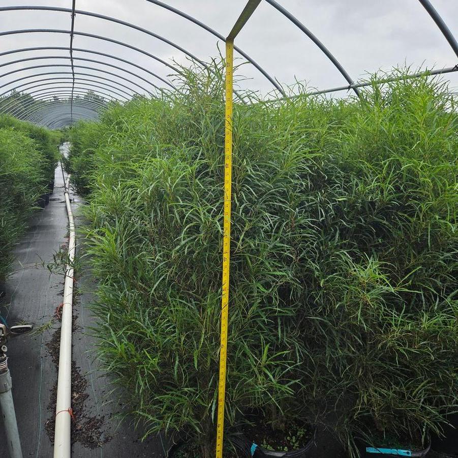 Rhamnus frangula Fine Line&reg;