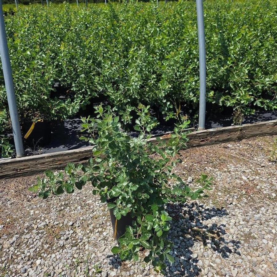 Rhus aromatica Gro-Low