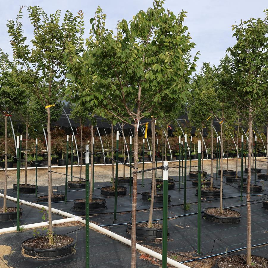 Zelkova serrata City Sprite&reg;