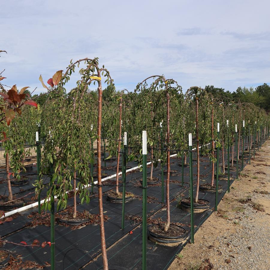 Prunus Snow Fountains&reg;