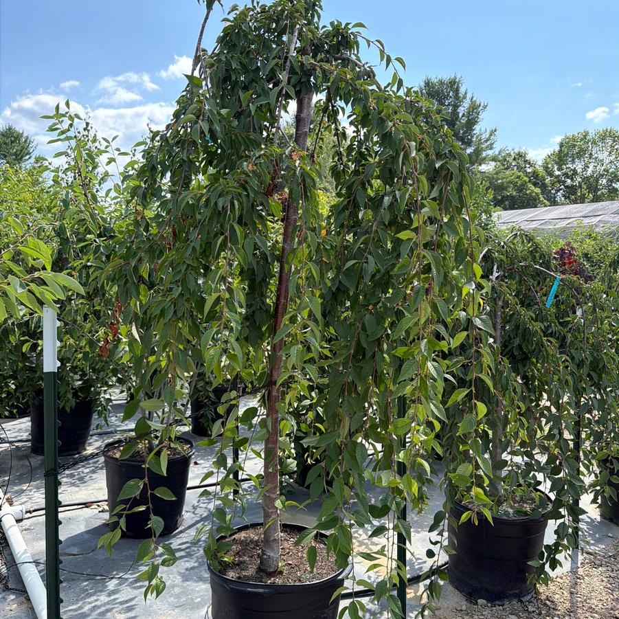 Prunus Snow Fountains&reg;