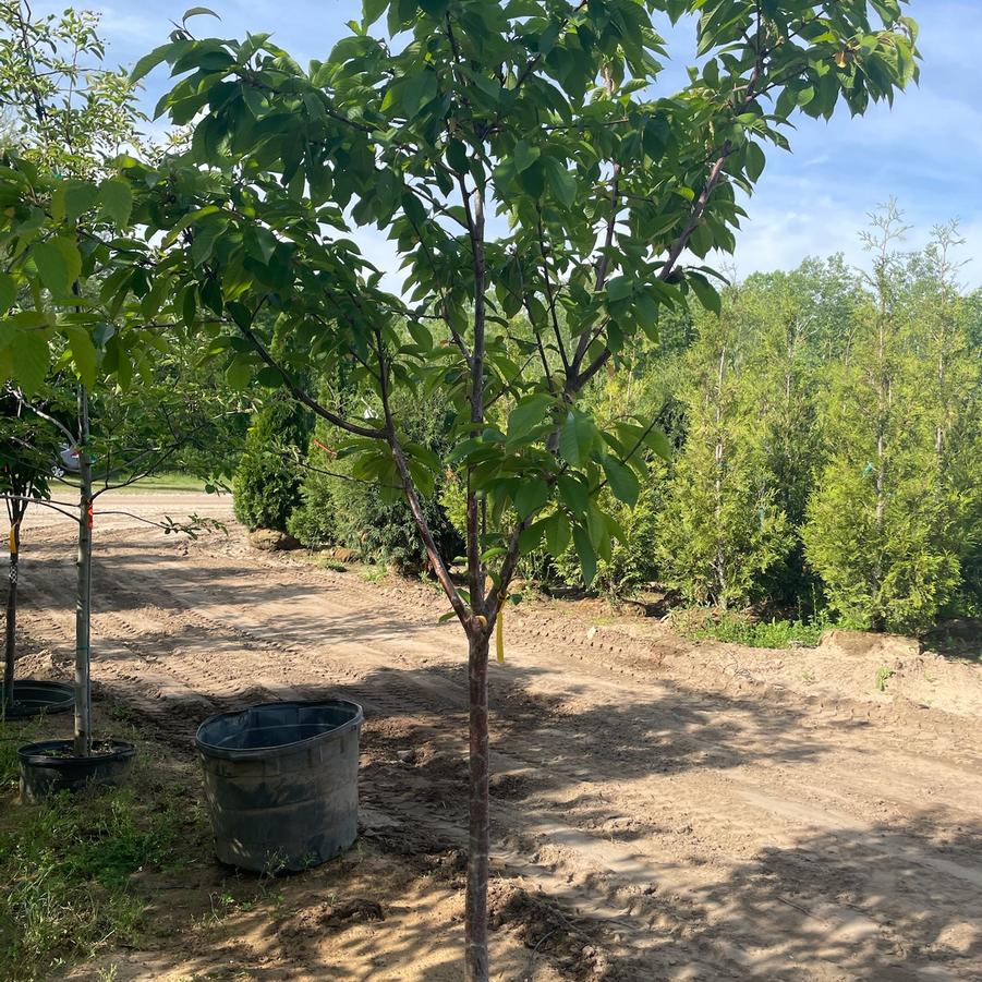 Prunus avium Sweetheart