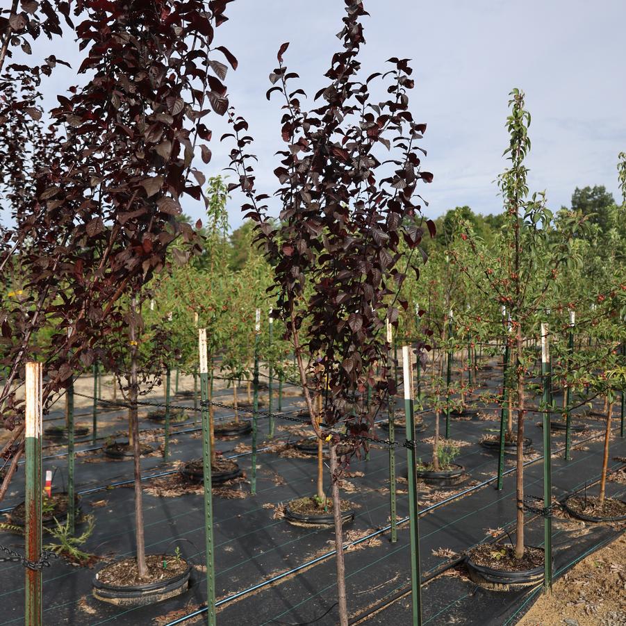 Prunus cerasifera Thundercloud