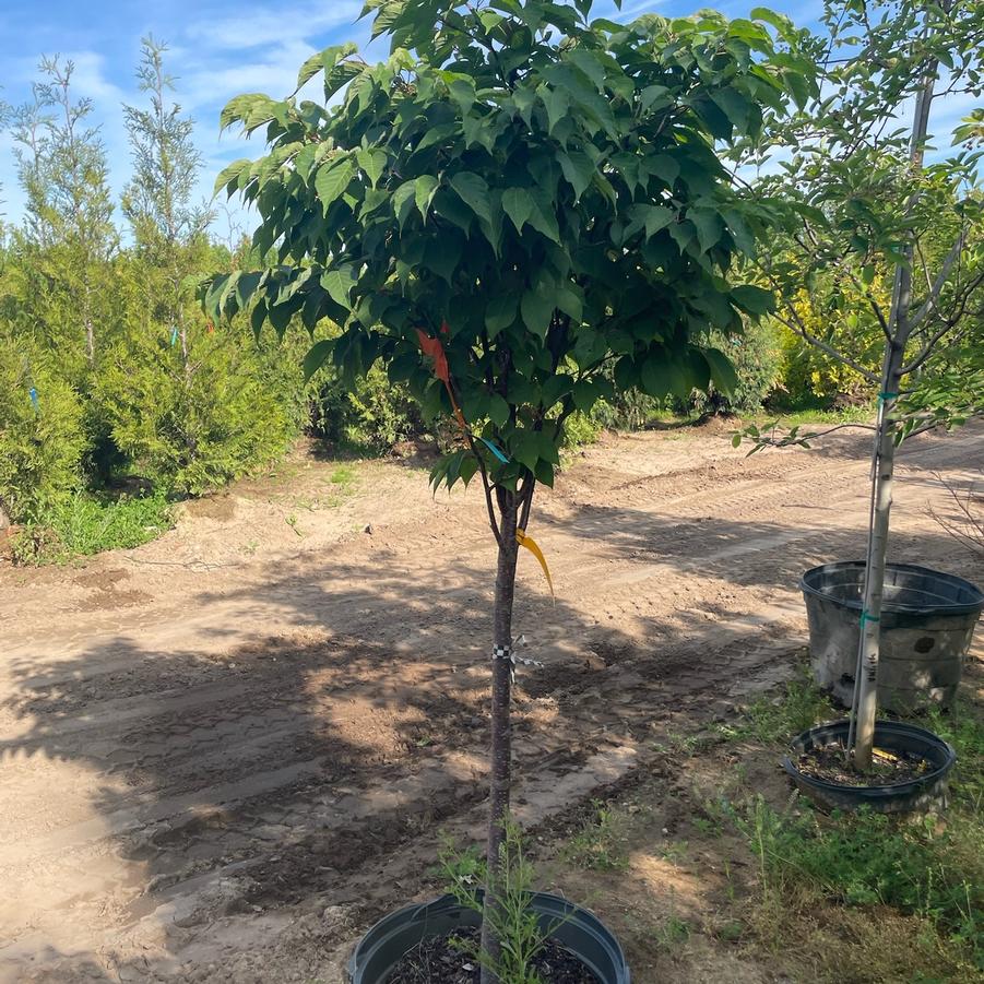 Prunus sargentii Pink Flair&reg;